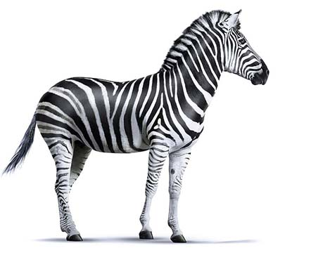 Zebra